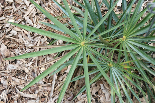 Coccothrinax fagildei