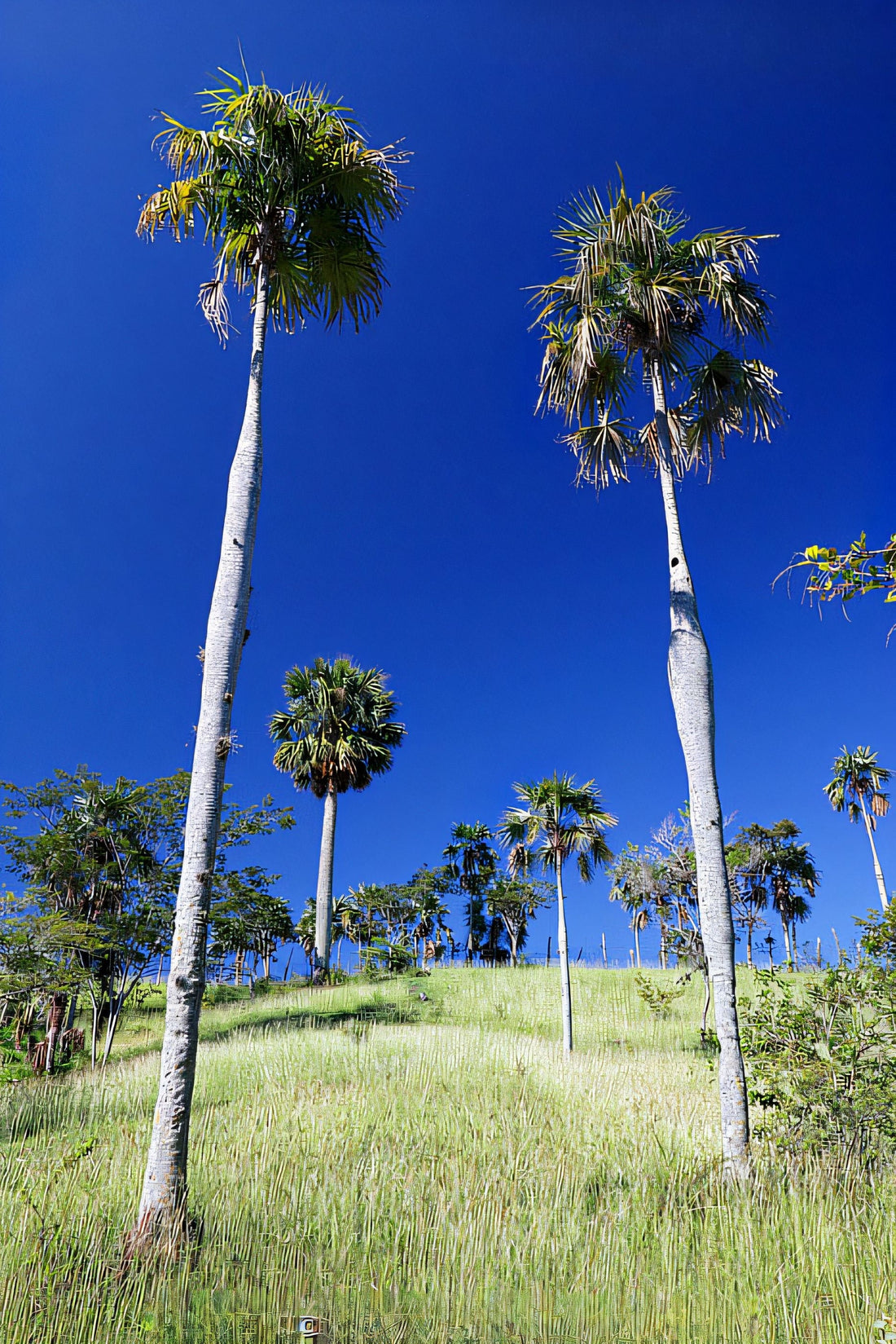 Coccothrinax fragrans