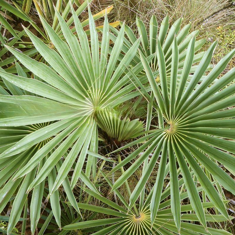 Coccothrinax garciana