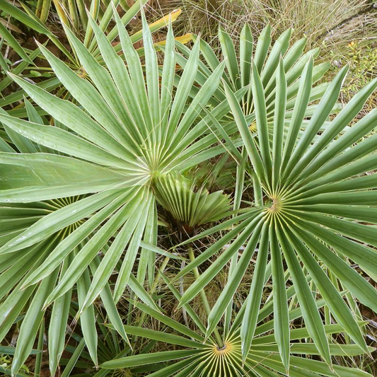 Coccothrinax garciana