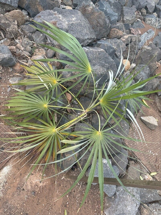 Coccothrinax gracilis