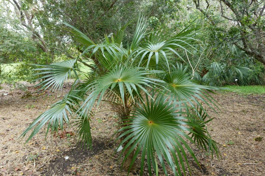 Coccothrinax inaguensis