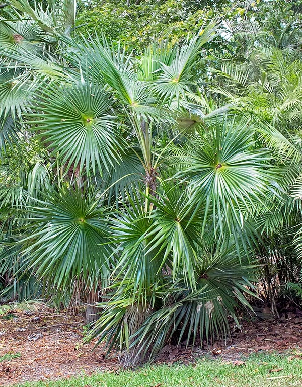 Coccothrinax jamaicensis