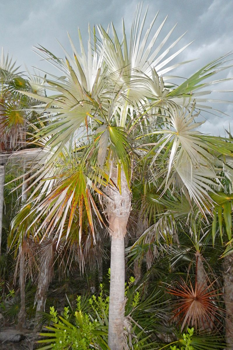 Coccothrinax litoralis