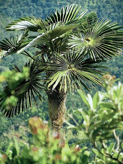 Coccothrinax miraguama