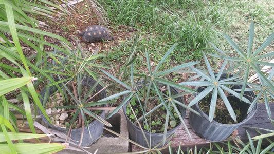 Coccothrinax moaensis