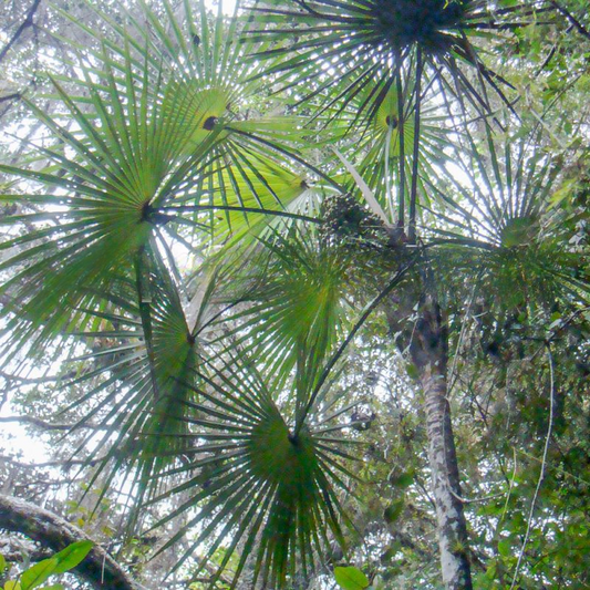 Coccothrinax montana
