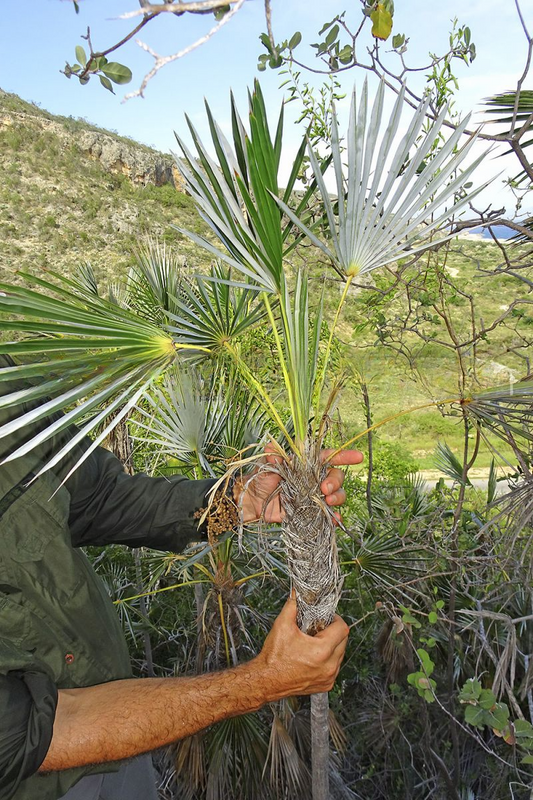 Coccothrinax munizii