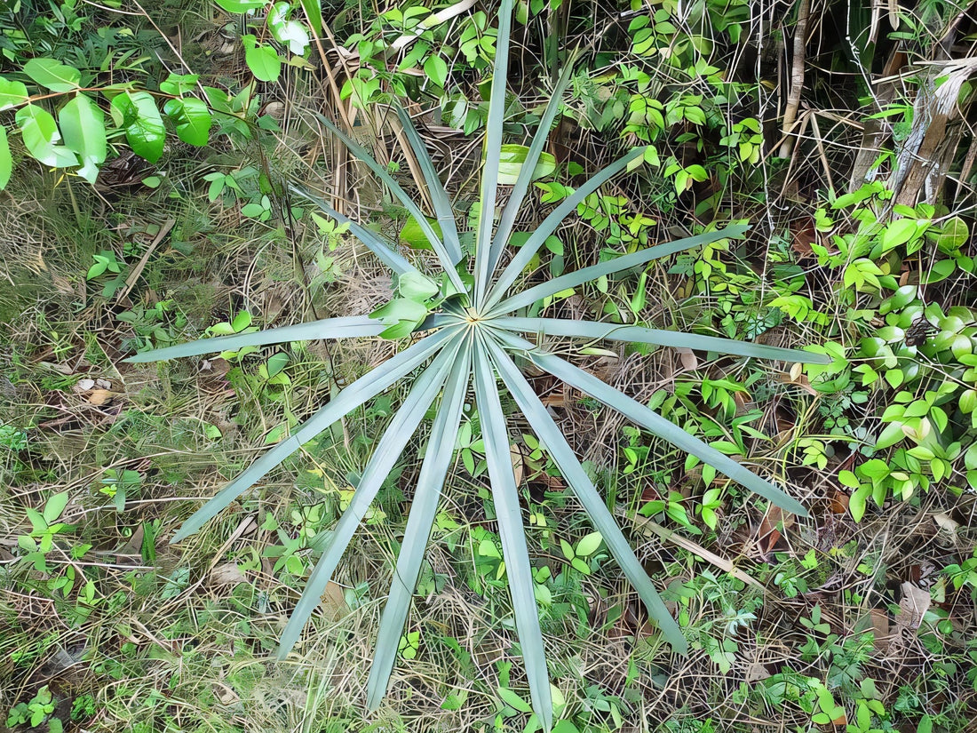 Coccothrinax muricata