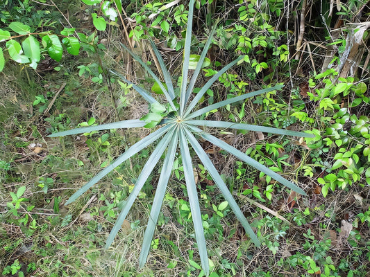 Coccothrinax muricata