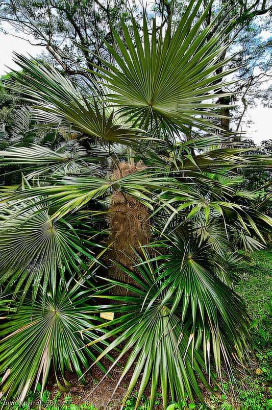 Coccothrinax orientalis