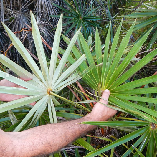 Coccothrinax pseudorigida