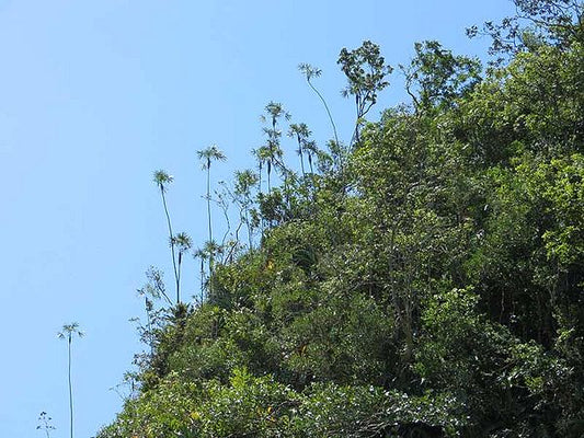Coccothrinax rigida