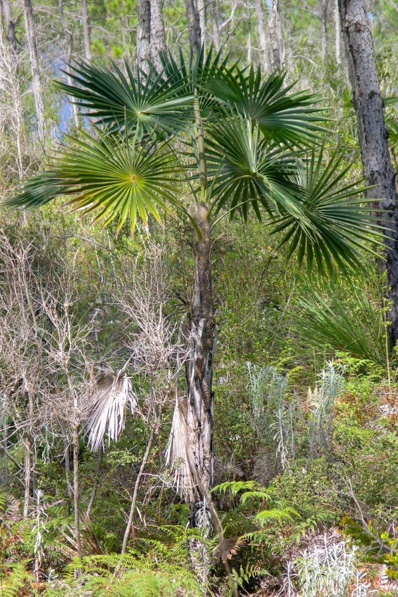 Coccothrinax scoparia