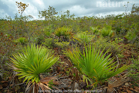 Coccothrinax sp. 'Cuba'