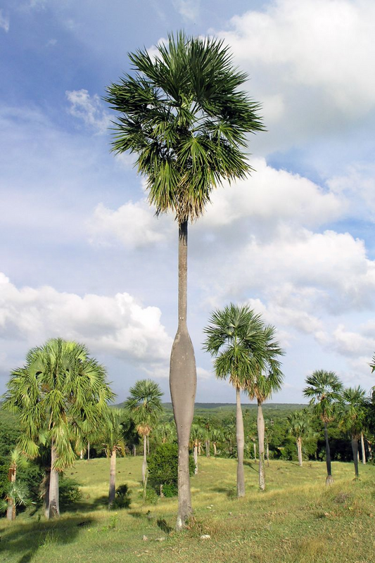 Coccothrinax spissa