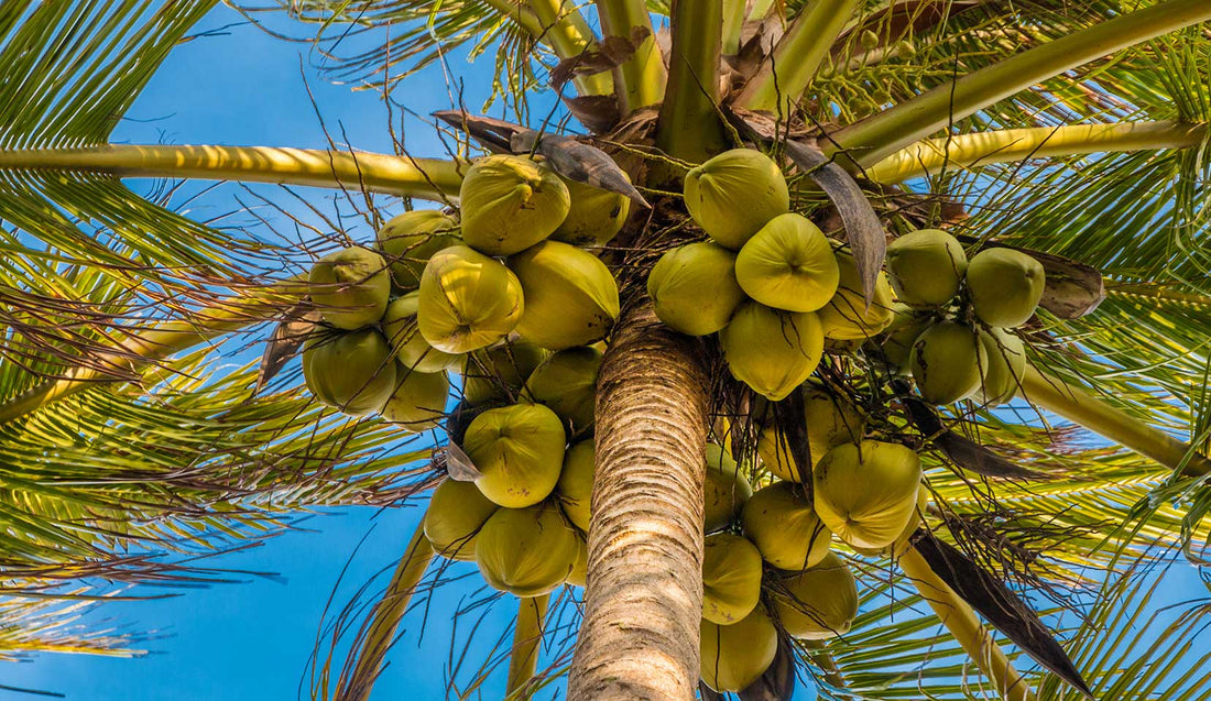 Cocos nucifera The Coconut Palm