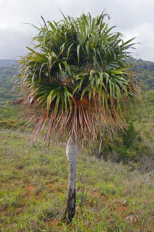 Colpothrinax aphanopetala