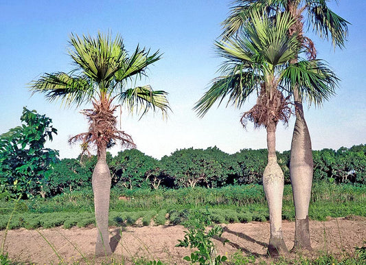 Colpothrinax wrightii