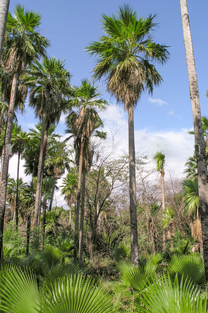 Copernicia berteroana