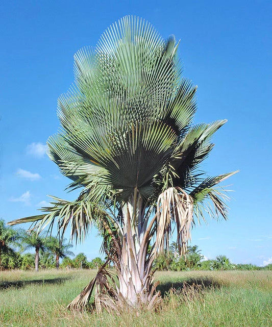 Copernicia curbeloi