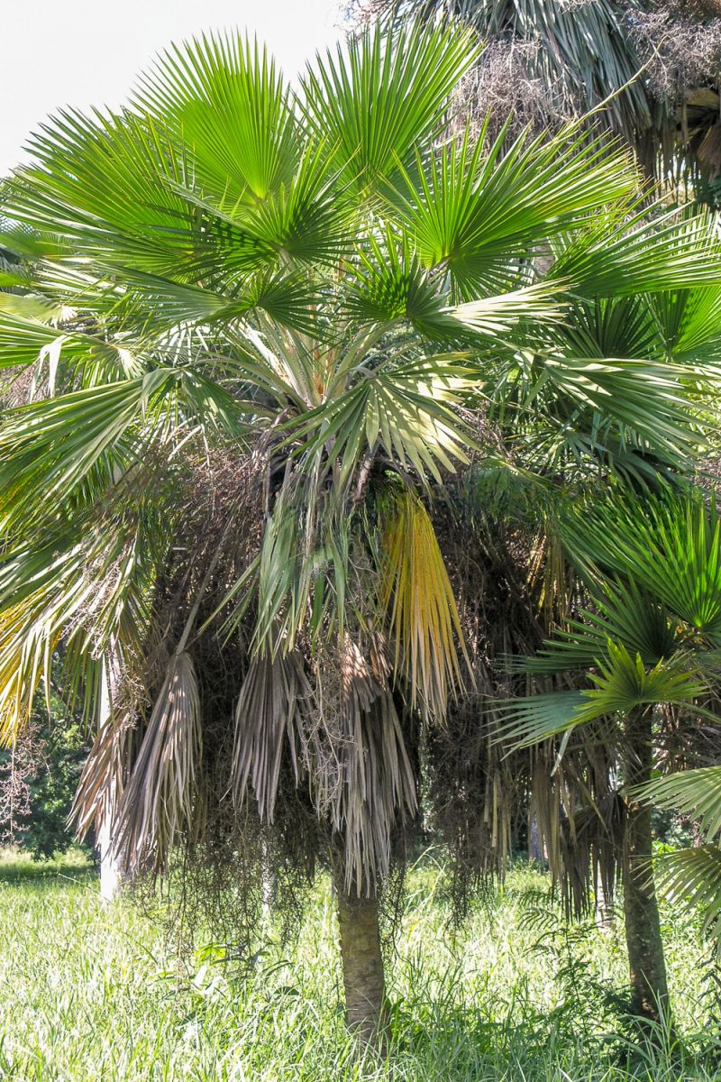 Copernicia glabrescens