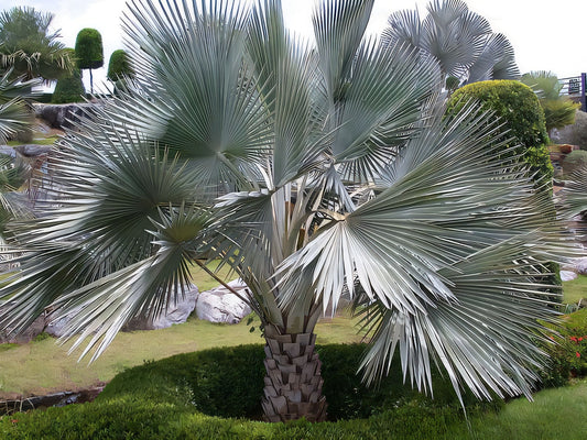 Copernicia hospita