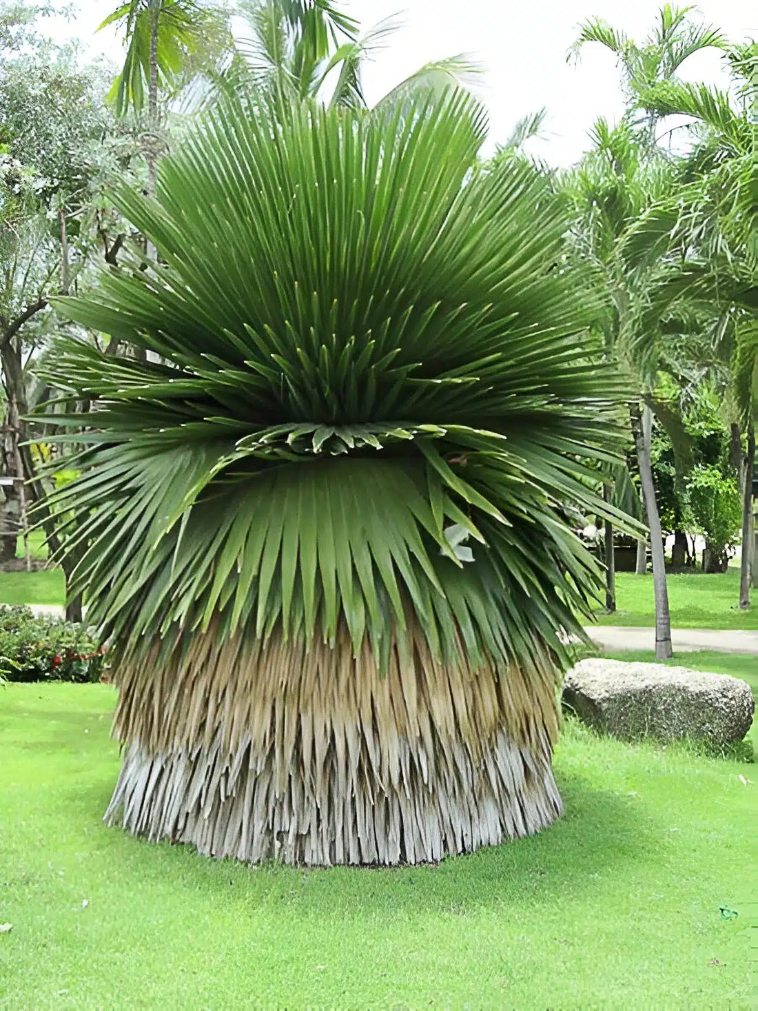 Copernicia macroglossa (The Cuban Petticoat Palm)