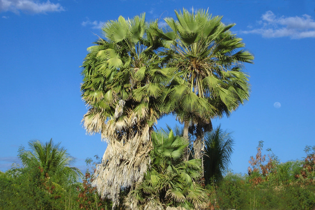 Copernicia prunifera