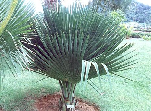 Copernicia rigida