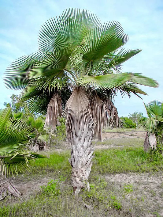 Copernicia roigii
