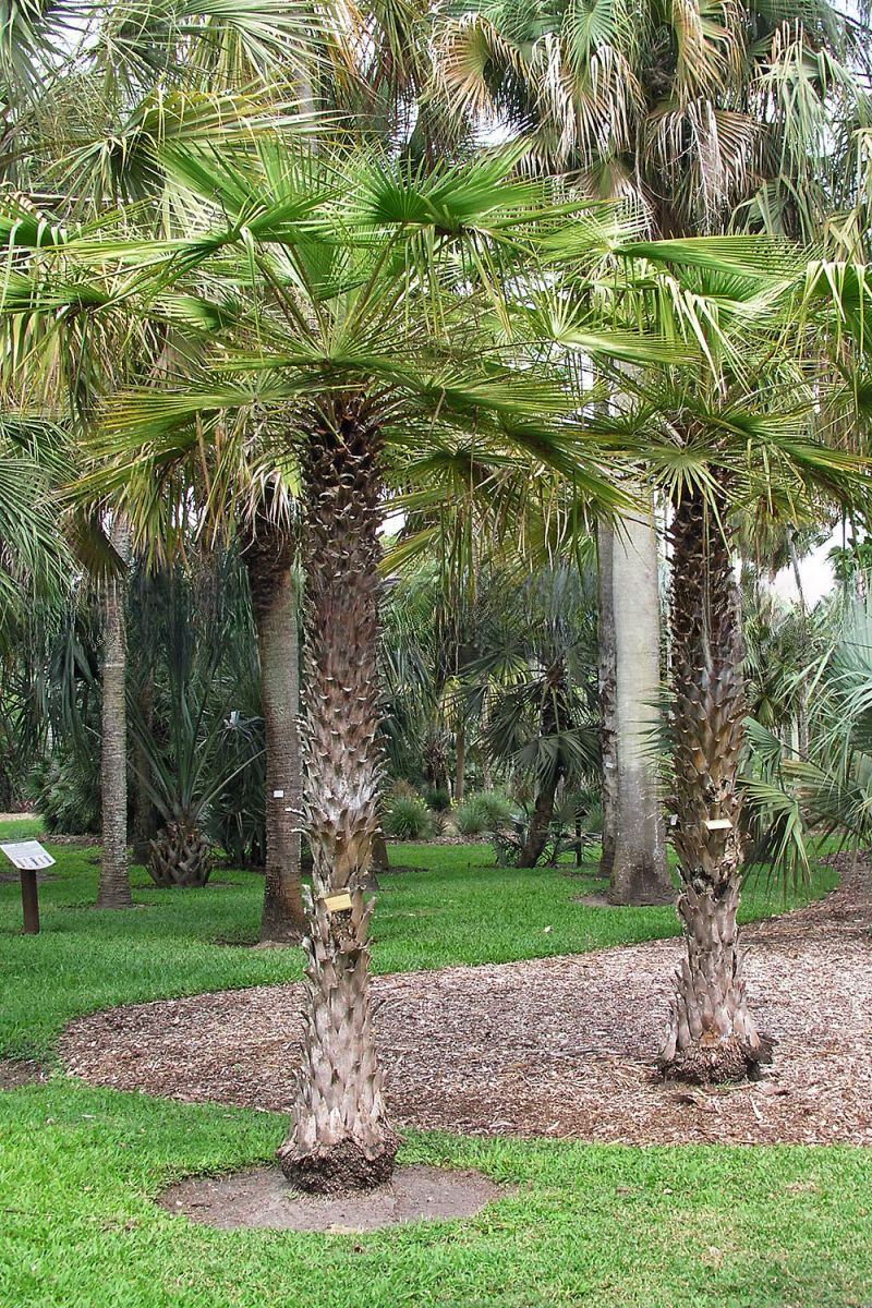 Copernicia tectorum