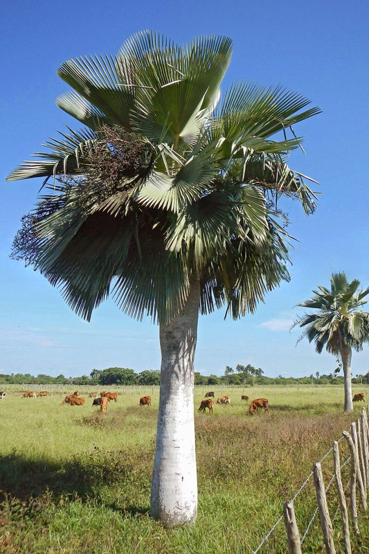 Copernicia textilis