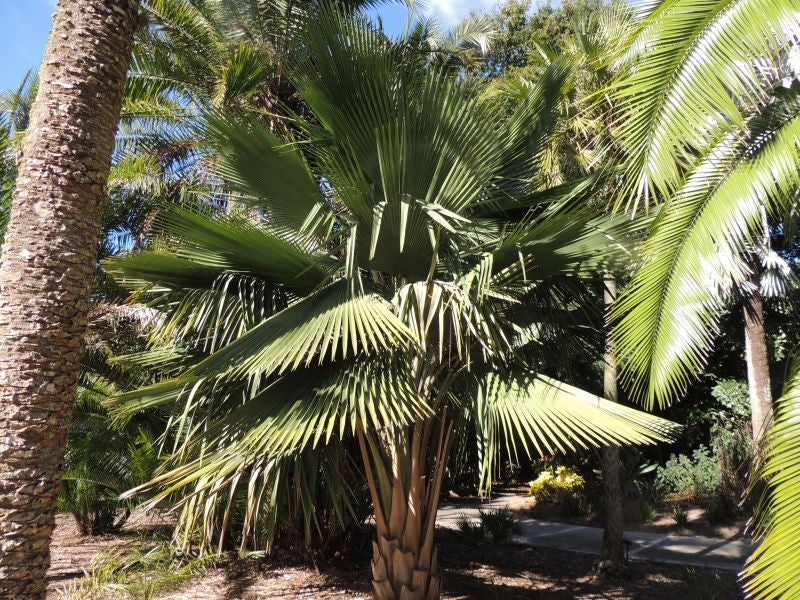 Copernicia vespertilionum