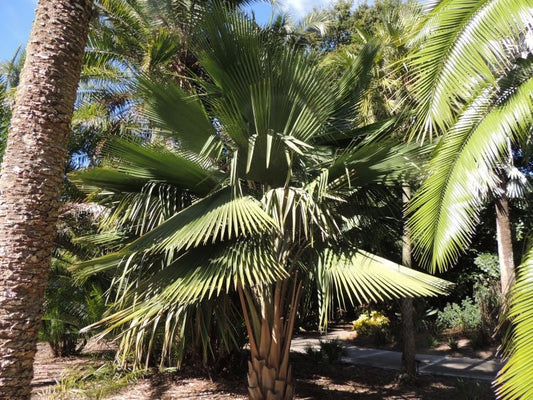 Copernicia vespertilionum