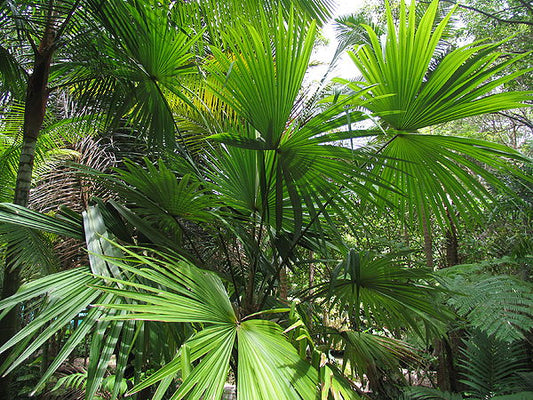 Cryosophila guagara