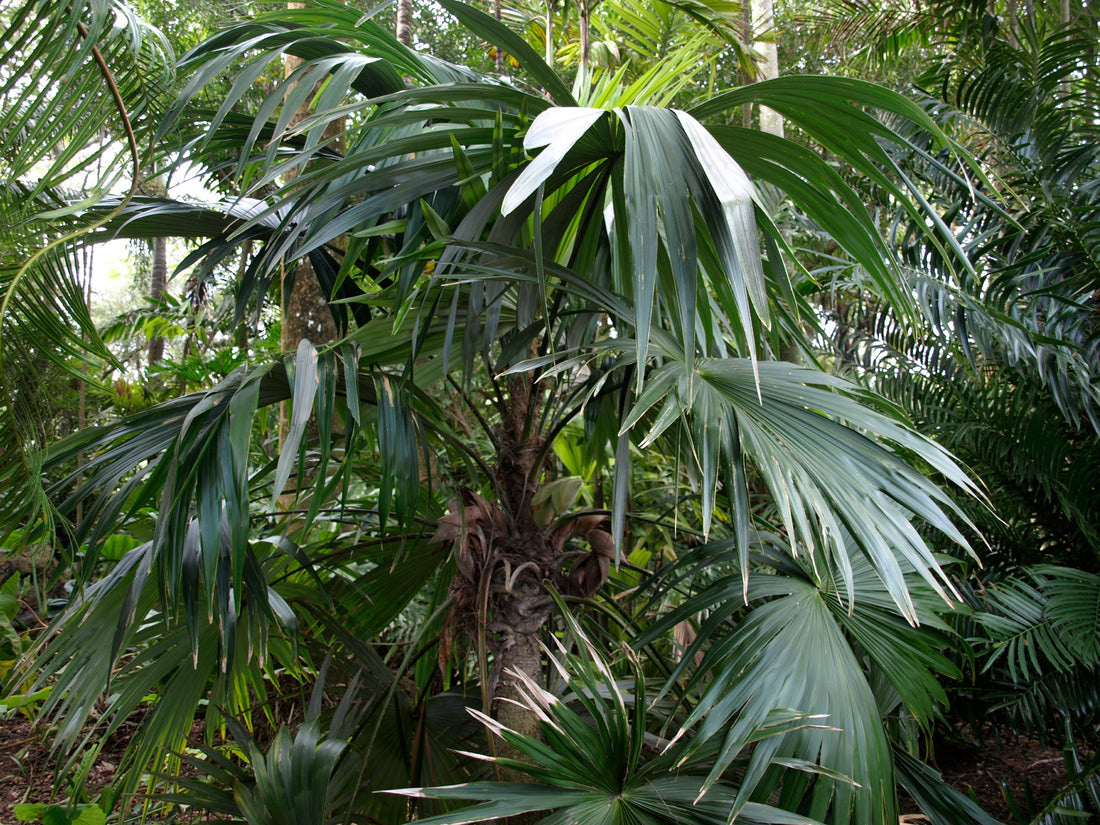 Cryosophila kalbreyeri