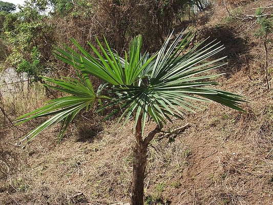 Cryosophila nana
