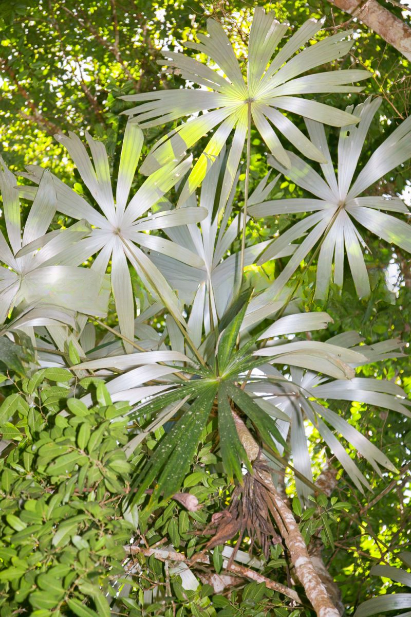 Cryosophila stauracantha