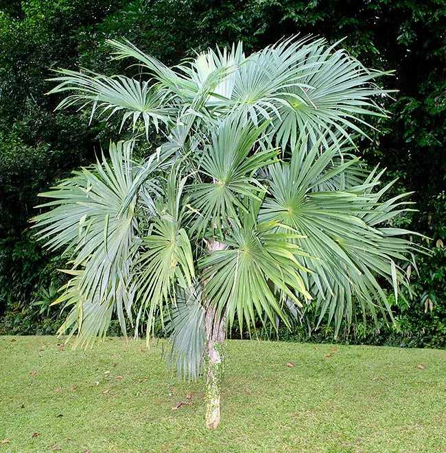 Cryosophila warscewiczii