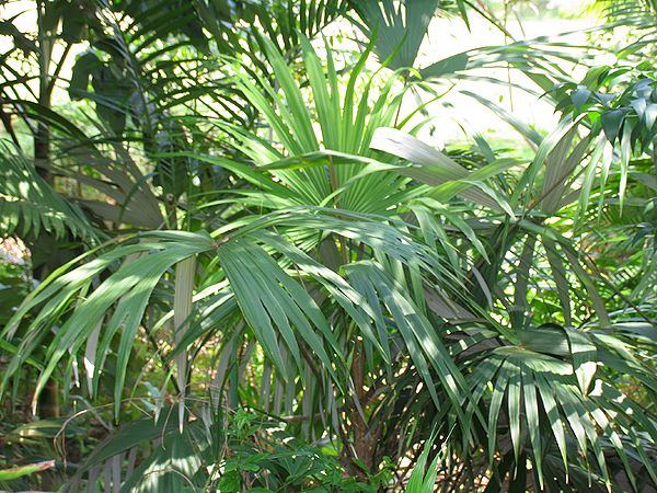 Cryosophila williamsii: A comprehensive Growing Guide for Enthusiasts &  Collectors.