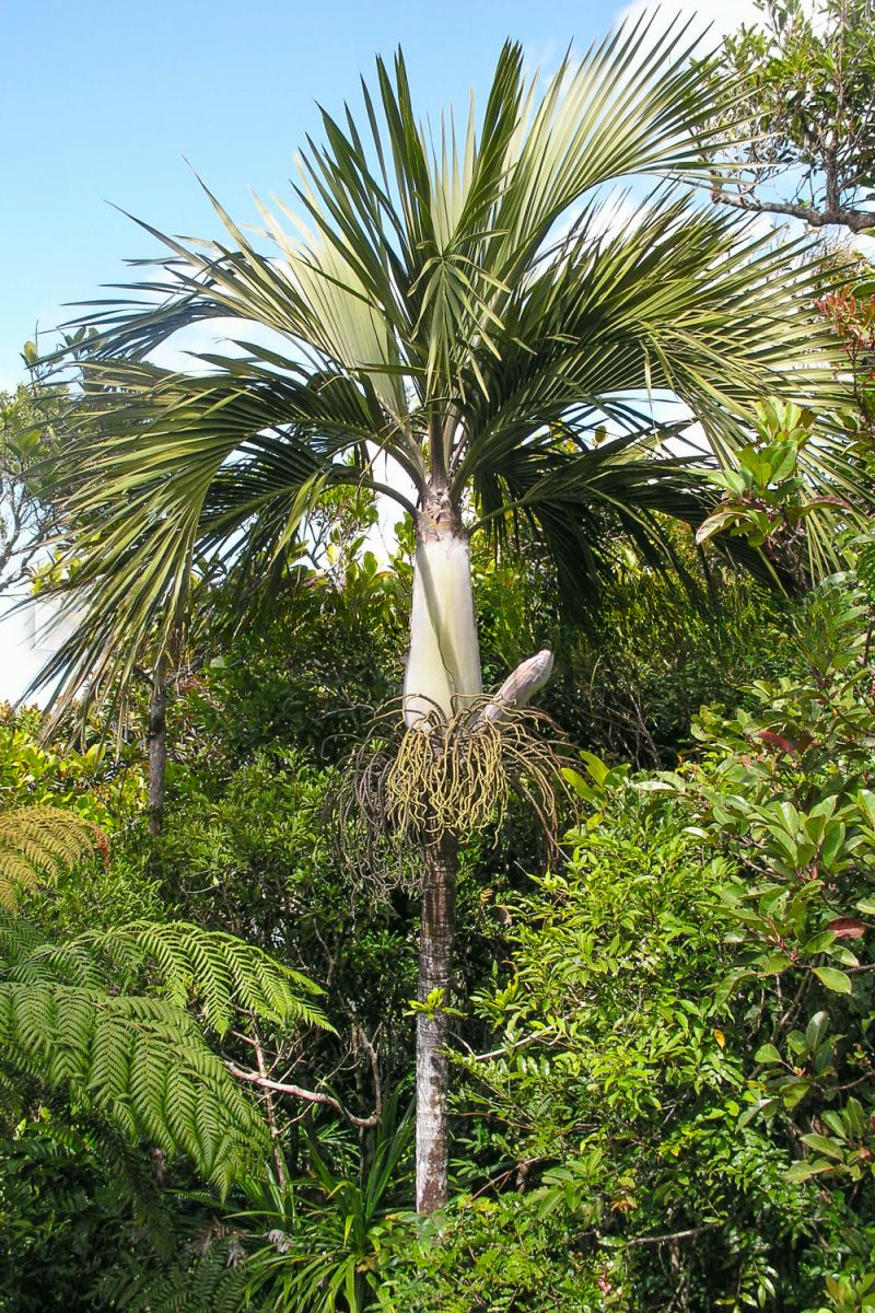Cyphokentia cerifera