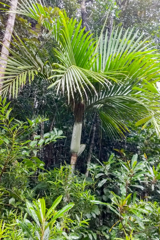 Cyphokentia macrostachya