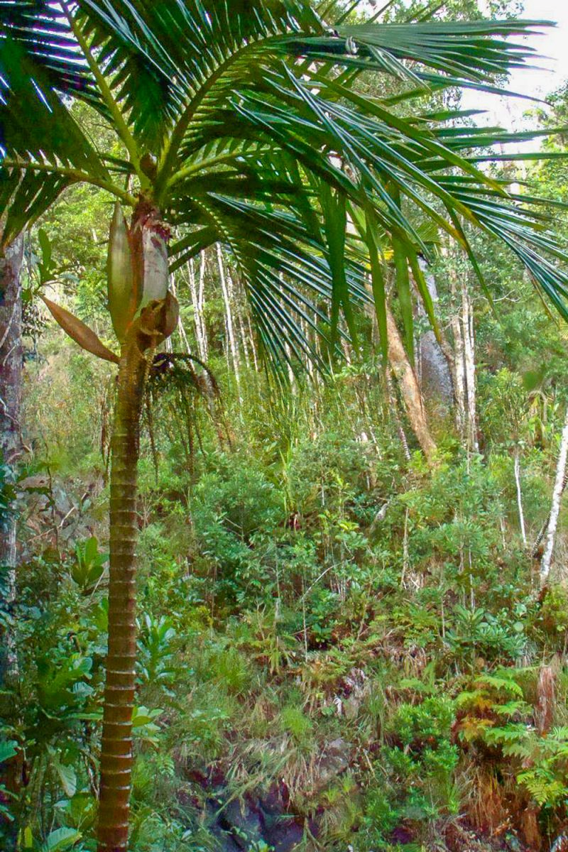 Cyphophoenix fulcita