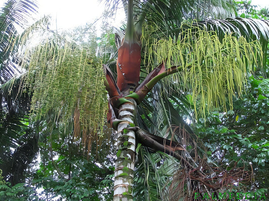 Dasylirion wheeleri