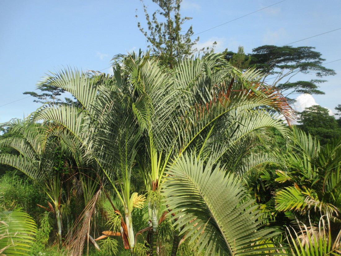 Dypsis arenarum