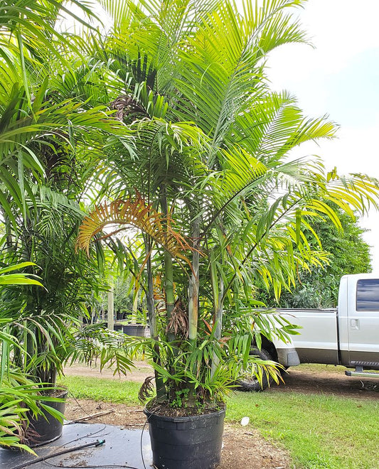 Dypsis cabadae