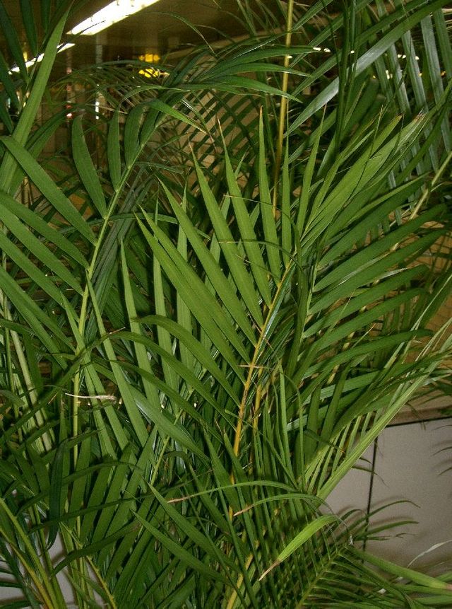 Dypsis ceracea