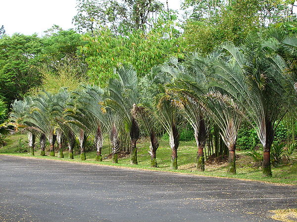 Dypsis decaryi
