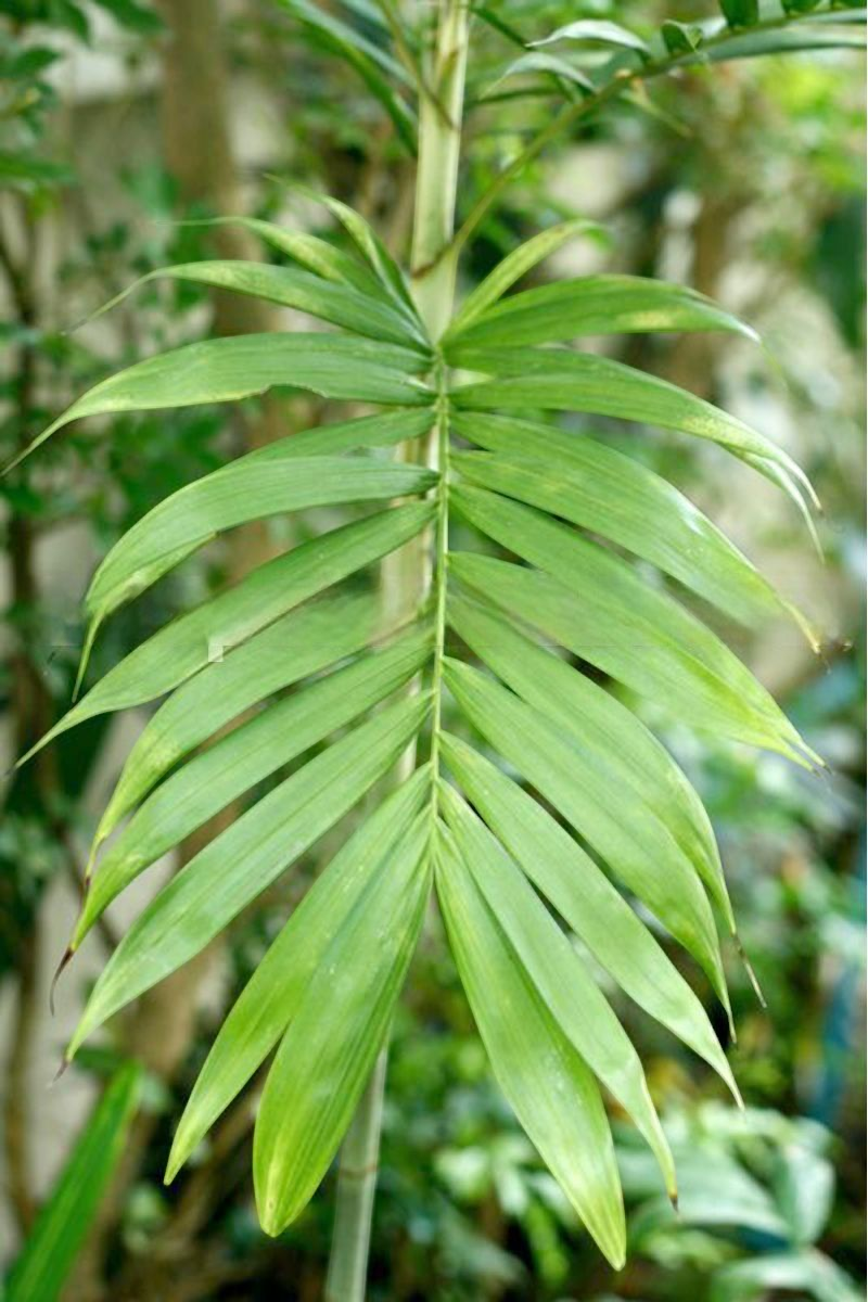 Dypsis hiarakae  Sinkiara Palm
